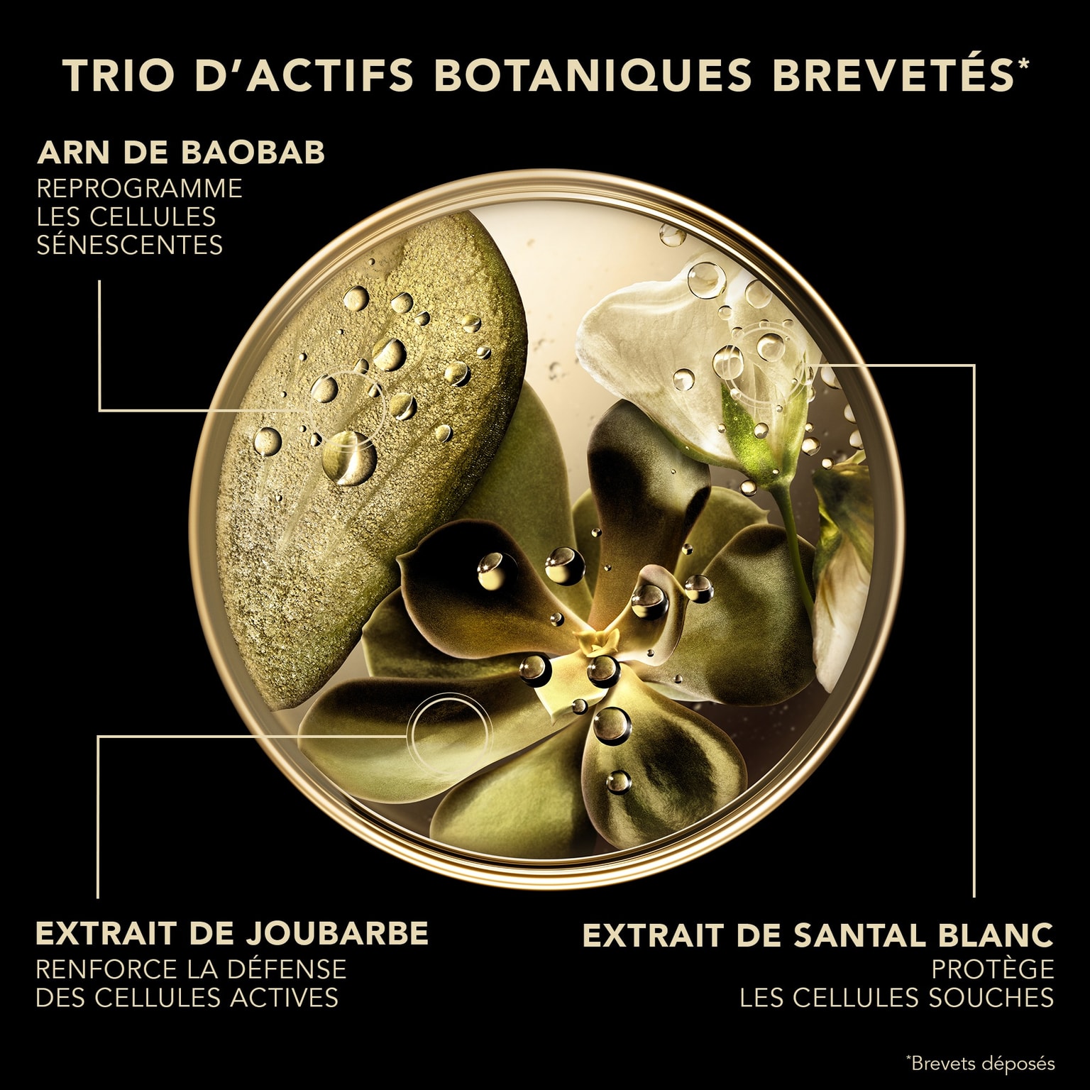 Premium La Crème Soyeuse